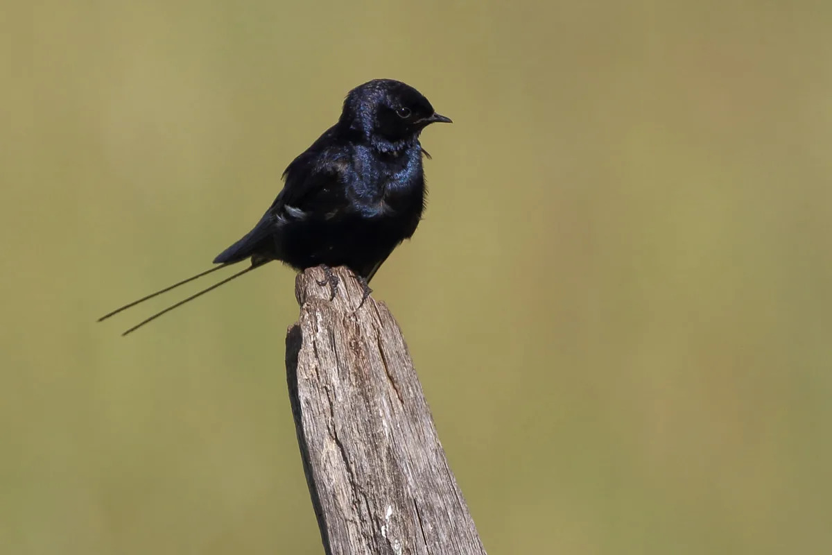 Blue-Swallow