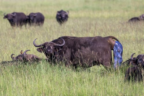 Buffalo Birth photographed by Tyler Davis