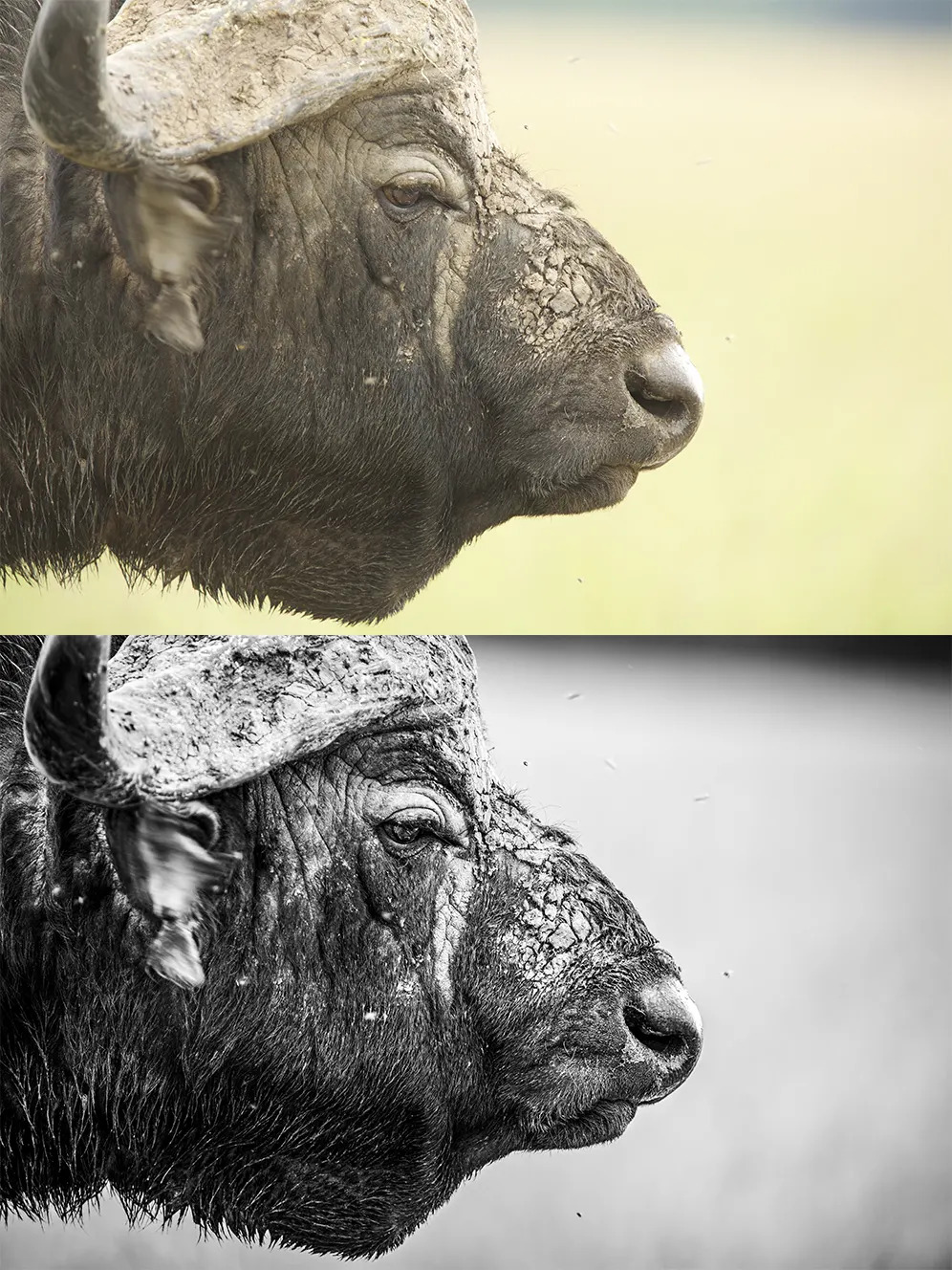 Buffalo Face