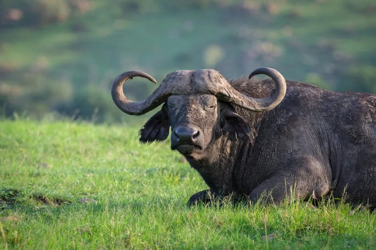 Buffalo resting