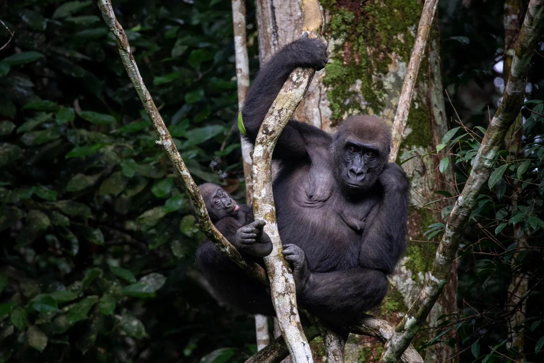 western lowland gorillas 