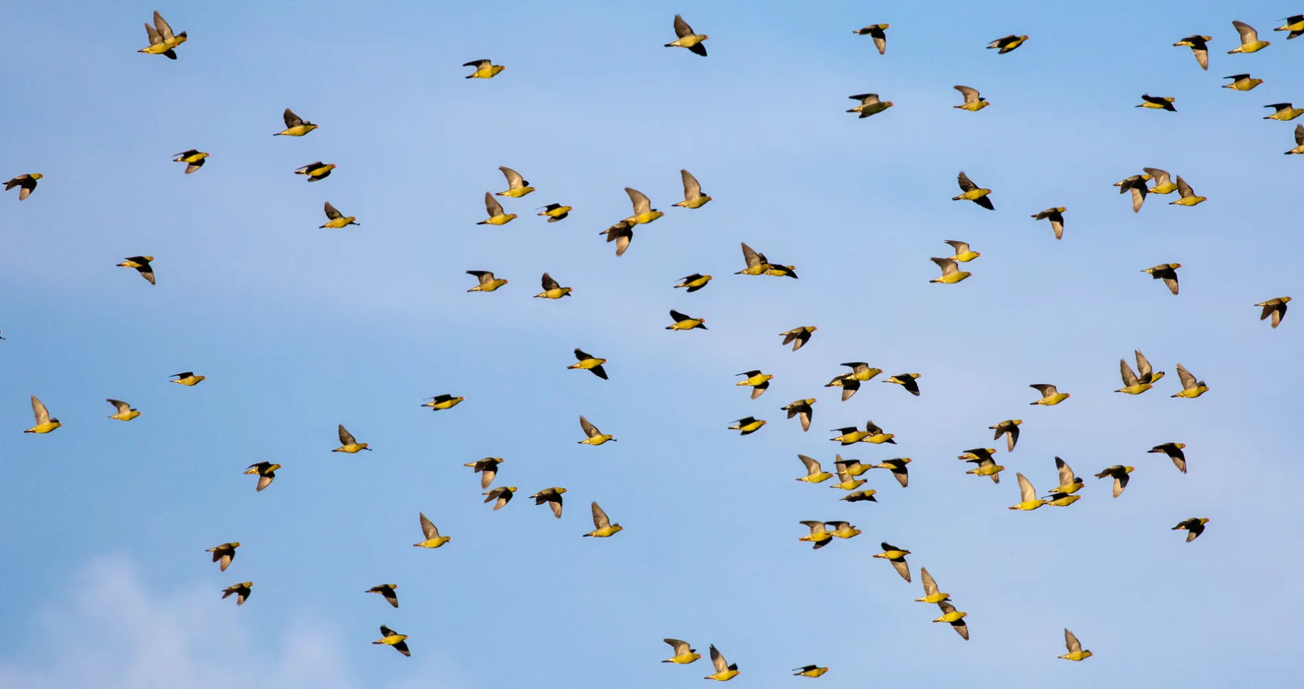 African green pigeons