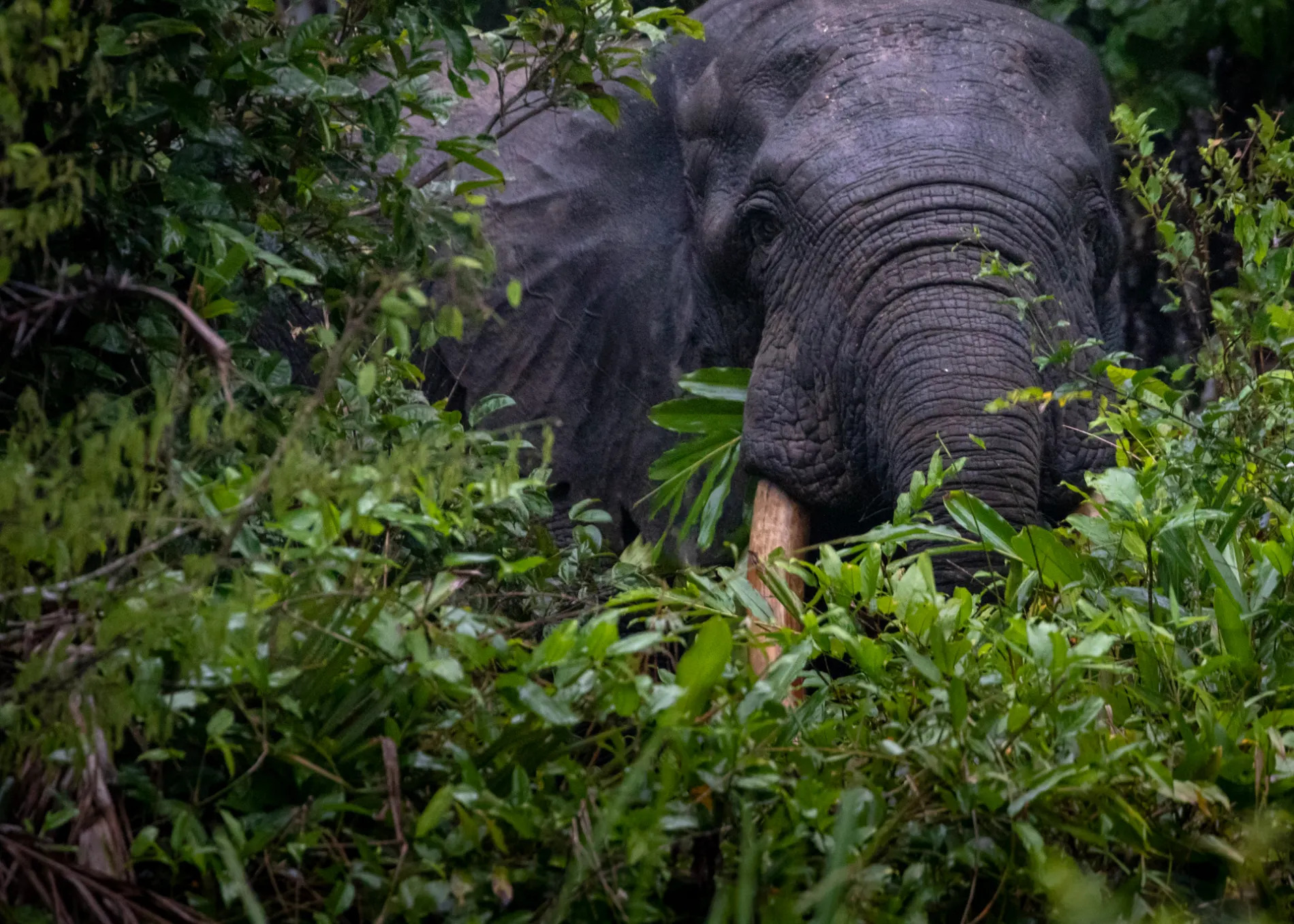 Forest Elephant Bull