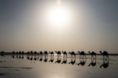 Camels Trekking Across Salt Flats in Danakil