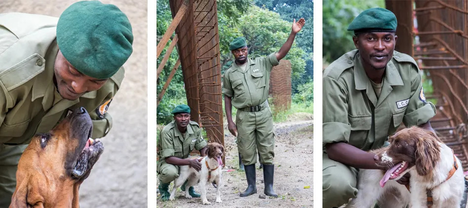 canine-unit-of-virunga-x3