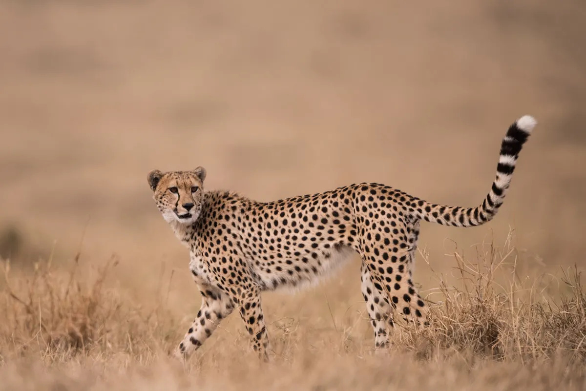 Cheetah on the move