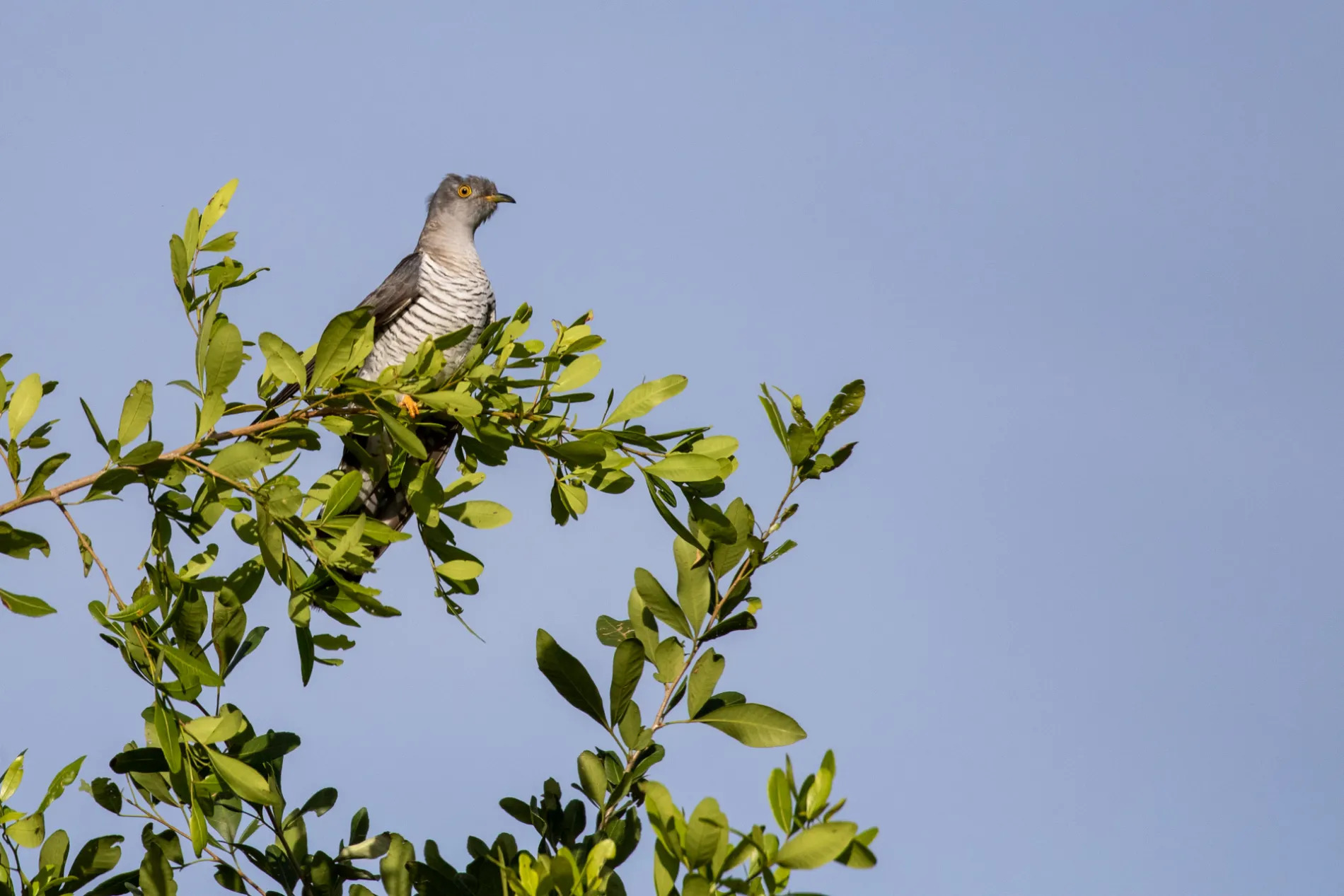 Common Cuckoo