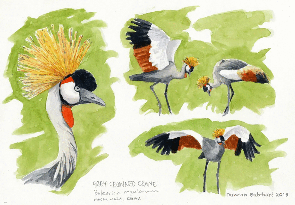 Dancing cranes are a wildlife spectacle for the ages