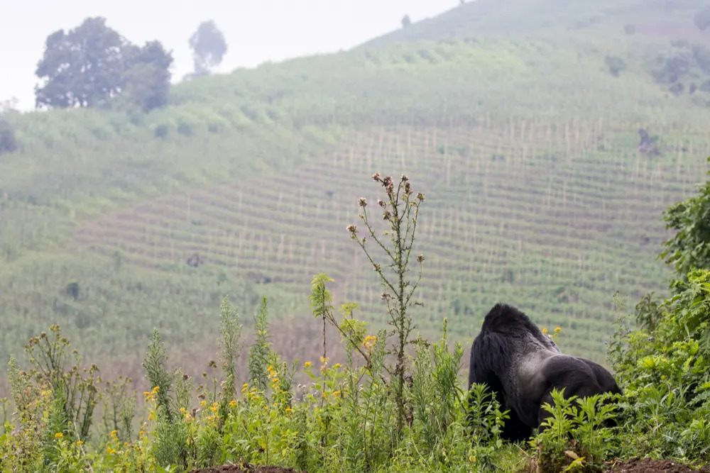 drc-gorilla-and-crops