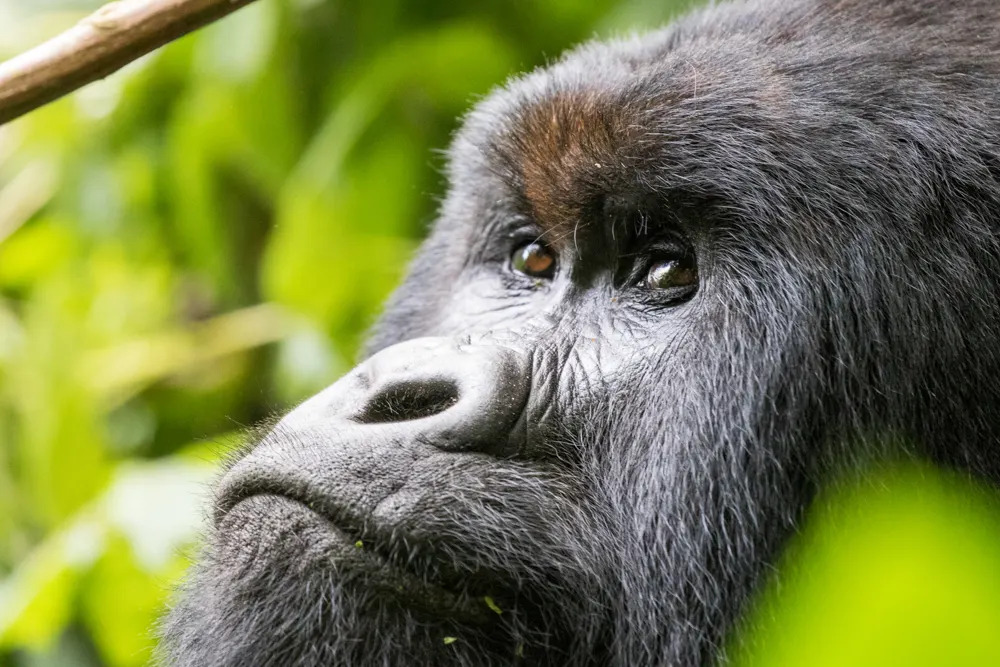 drc-mountain-gorilla-face