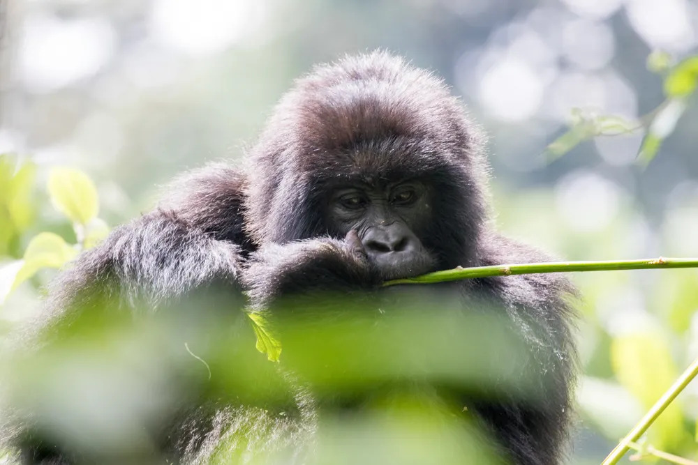 drc-mountain-gorilla-fur