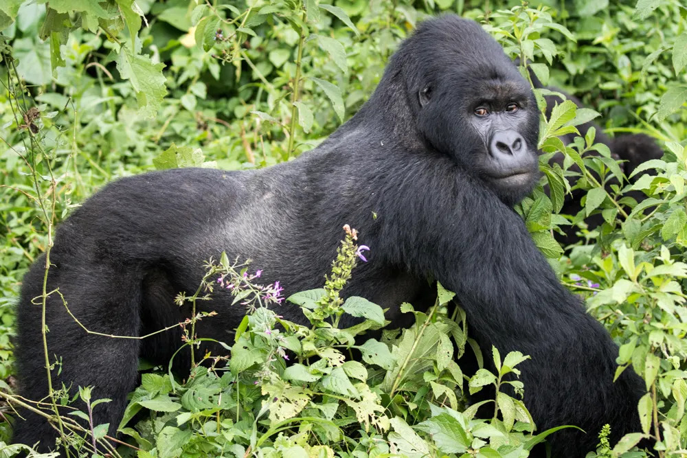 drc-moutain-silverback-gorilla