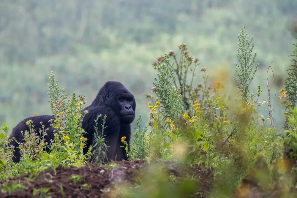 drc-silverback-gorilla