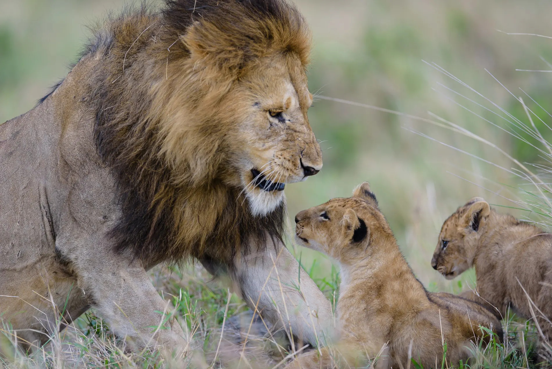 Male lion with cub 