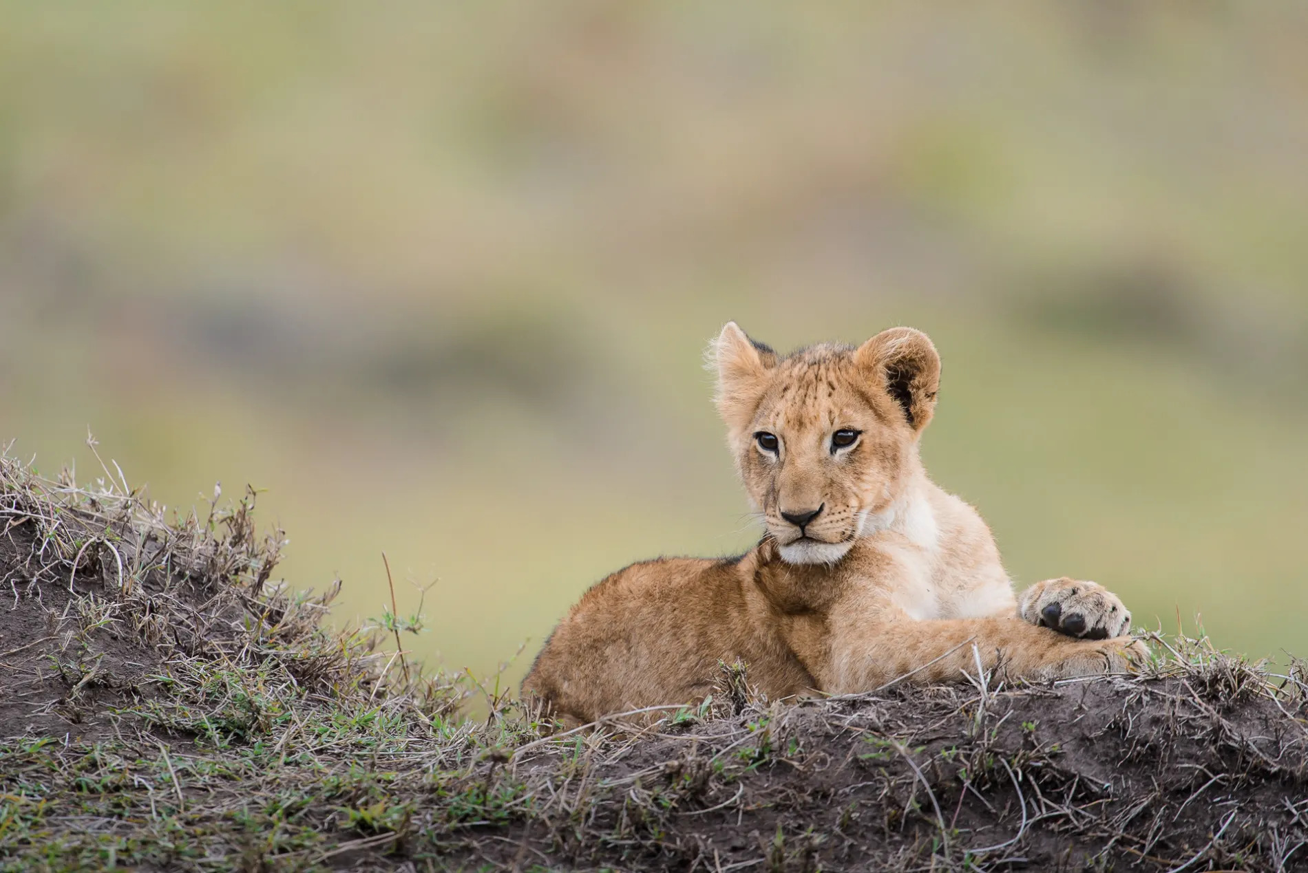 Lion Cub