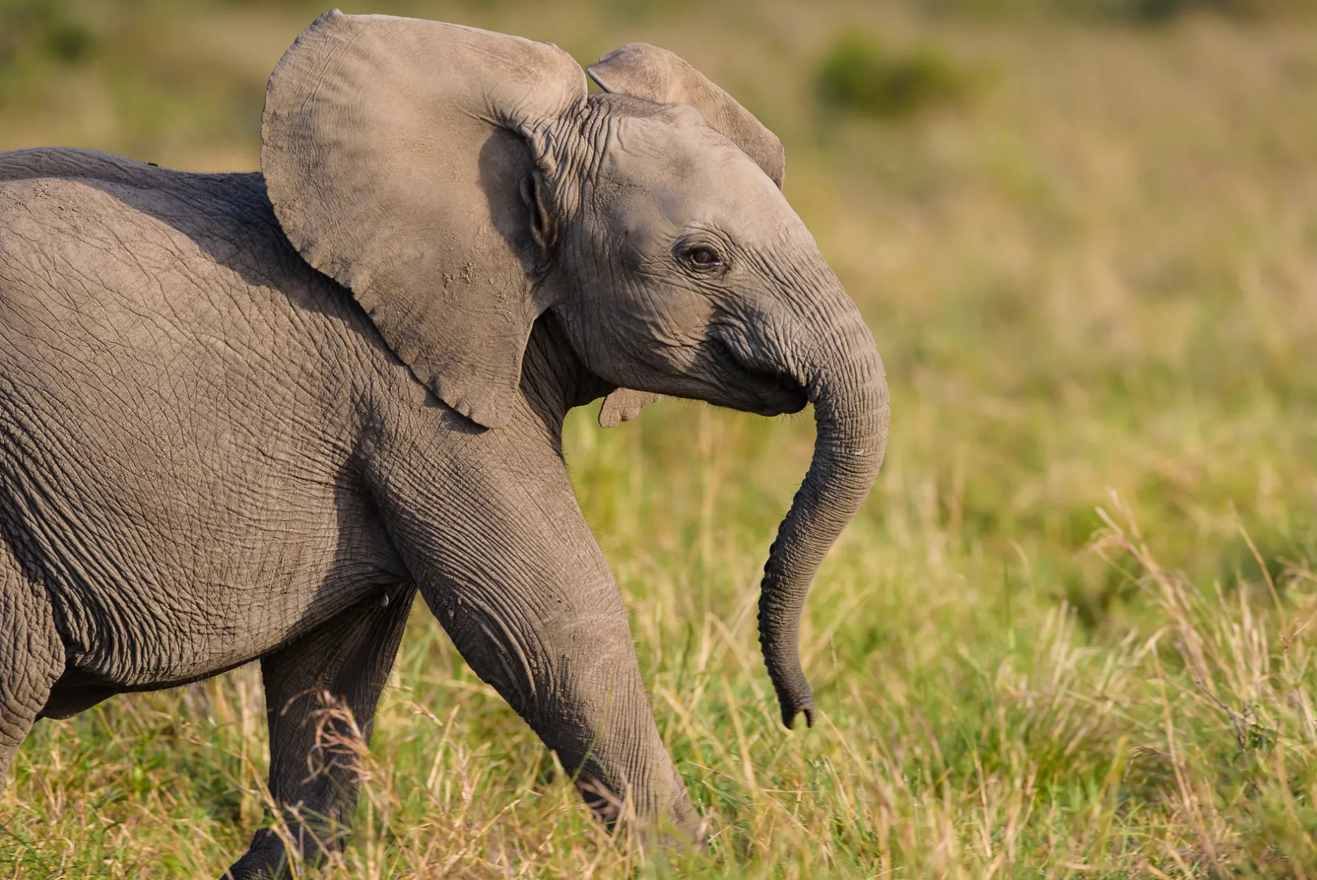 Baby elephant