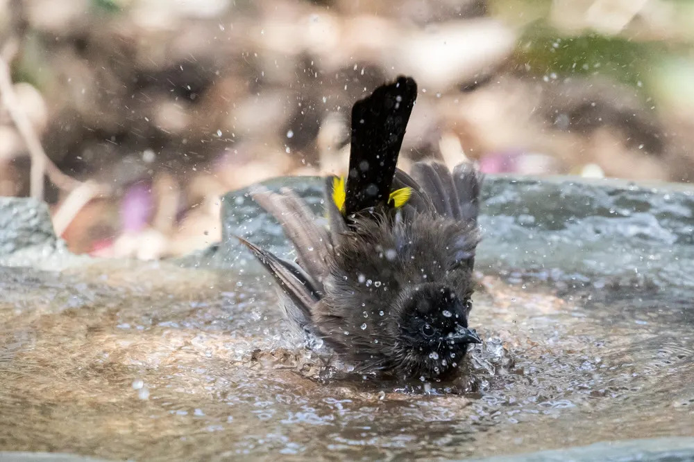 Dark-capped Bulbul