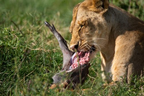 A lioness enjoying her kill of a baby warthog