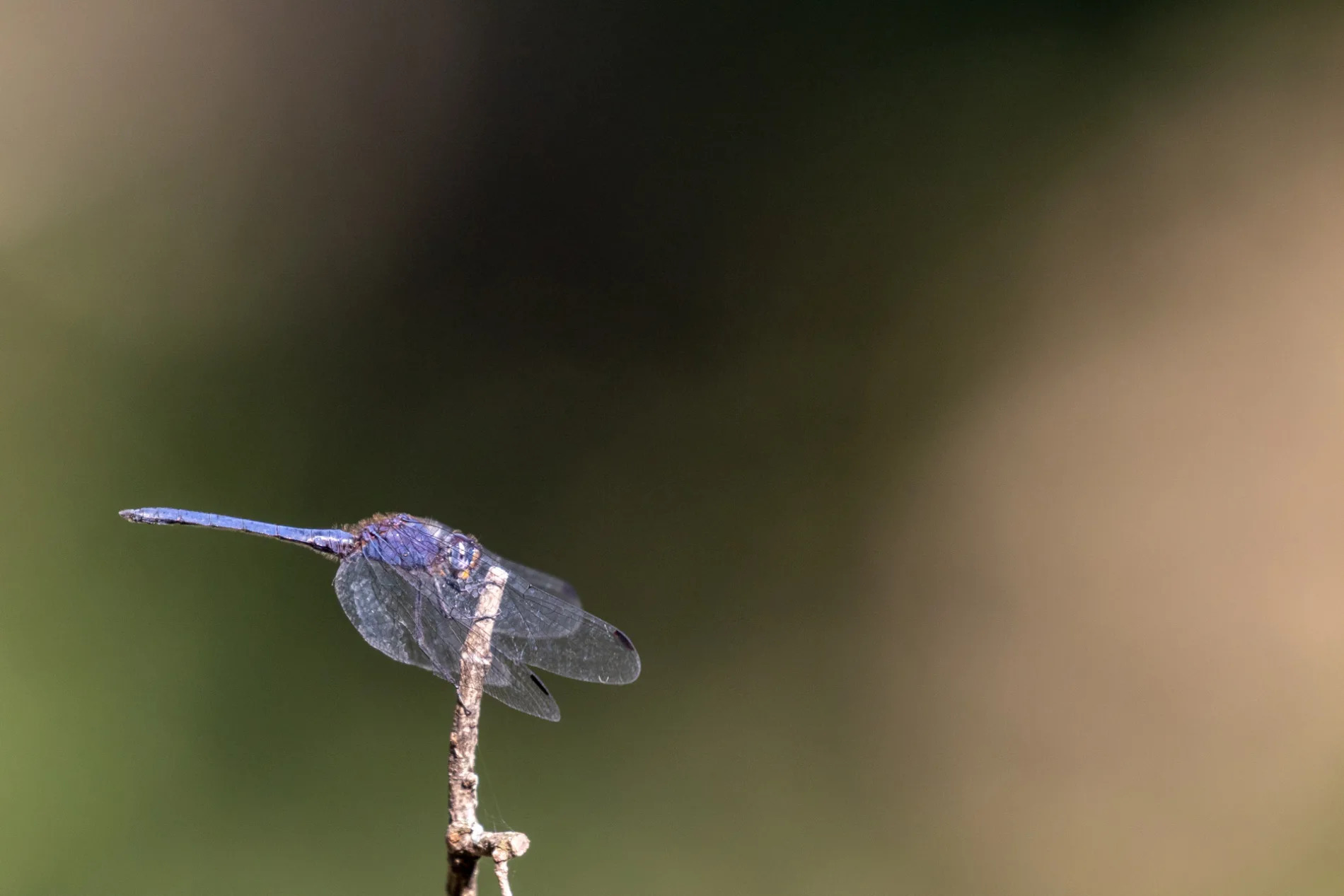 Dragonfly