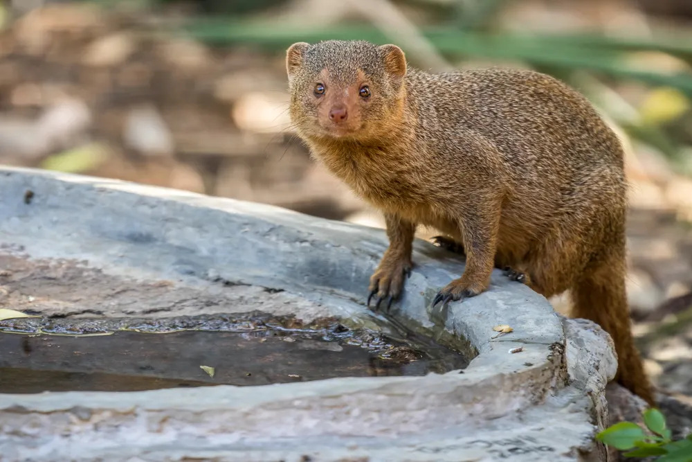 Dwarf Mongoose