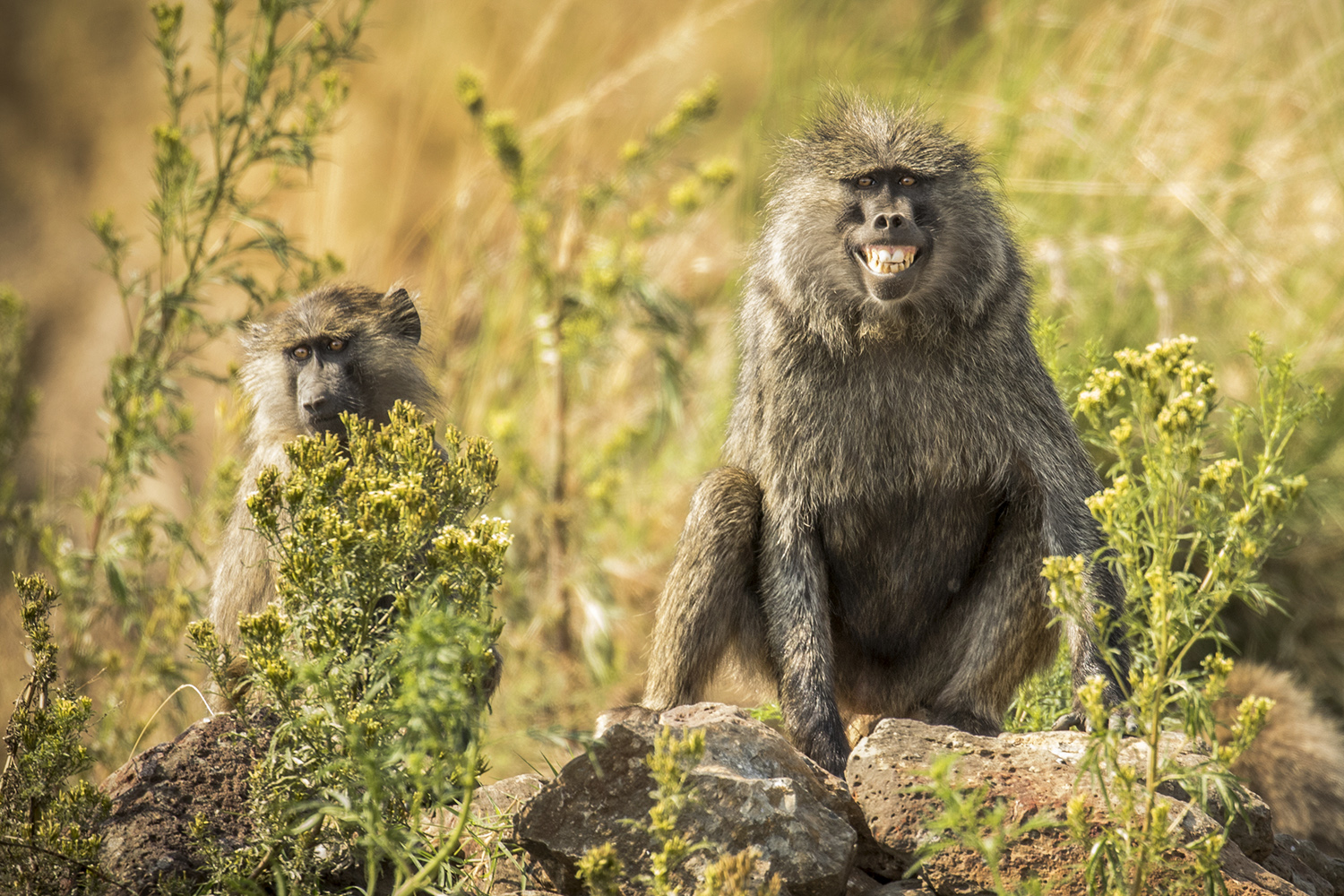 Eleni Baboon smile