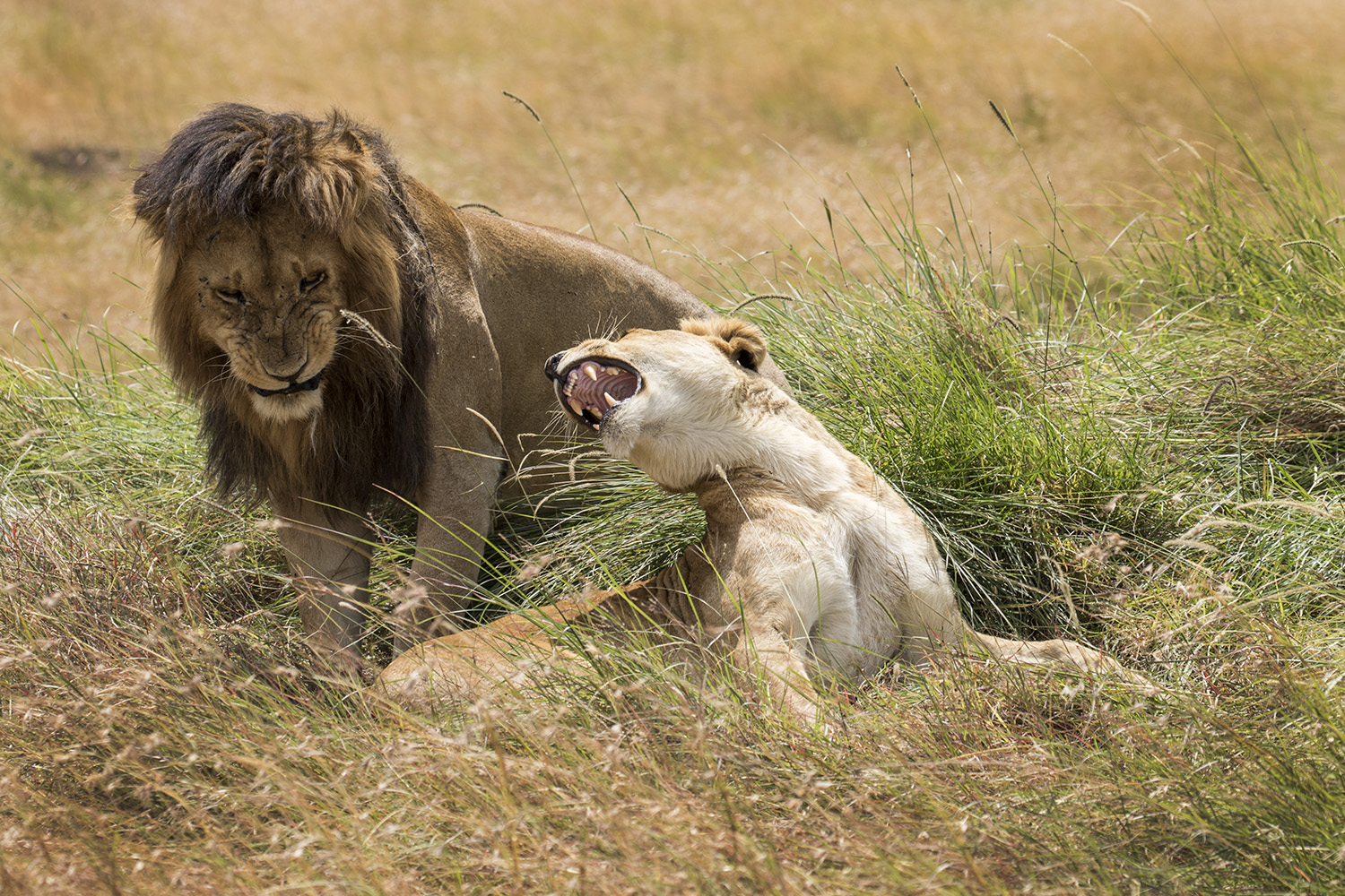 Eleni Lion Shot