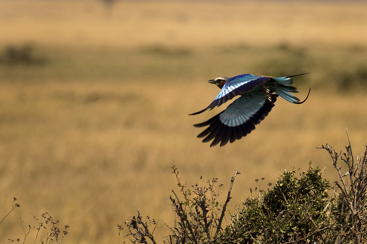 Eleni's_Lilac breasted Roller