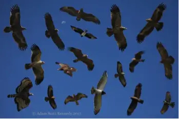 Eagle Composite