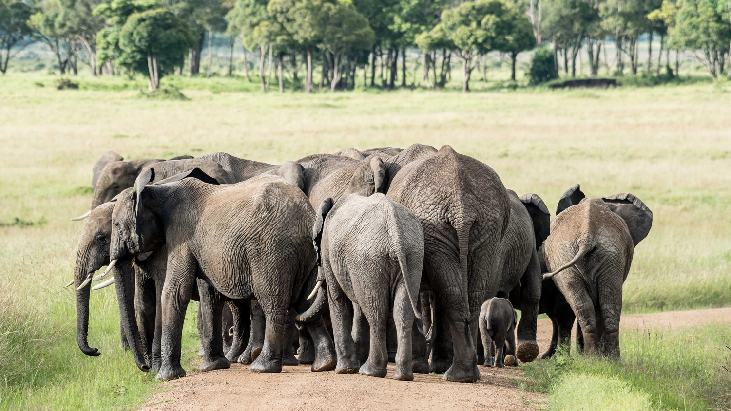 Elephant herd