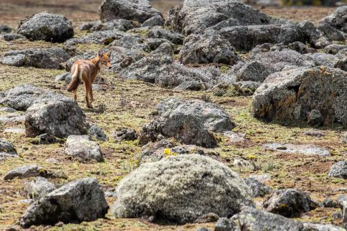 An Ethiopian Wolf in the Bale Mountains