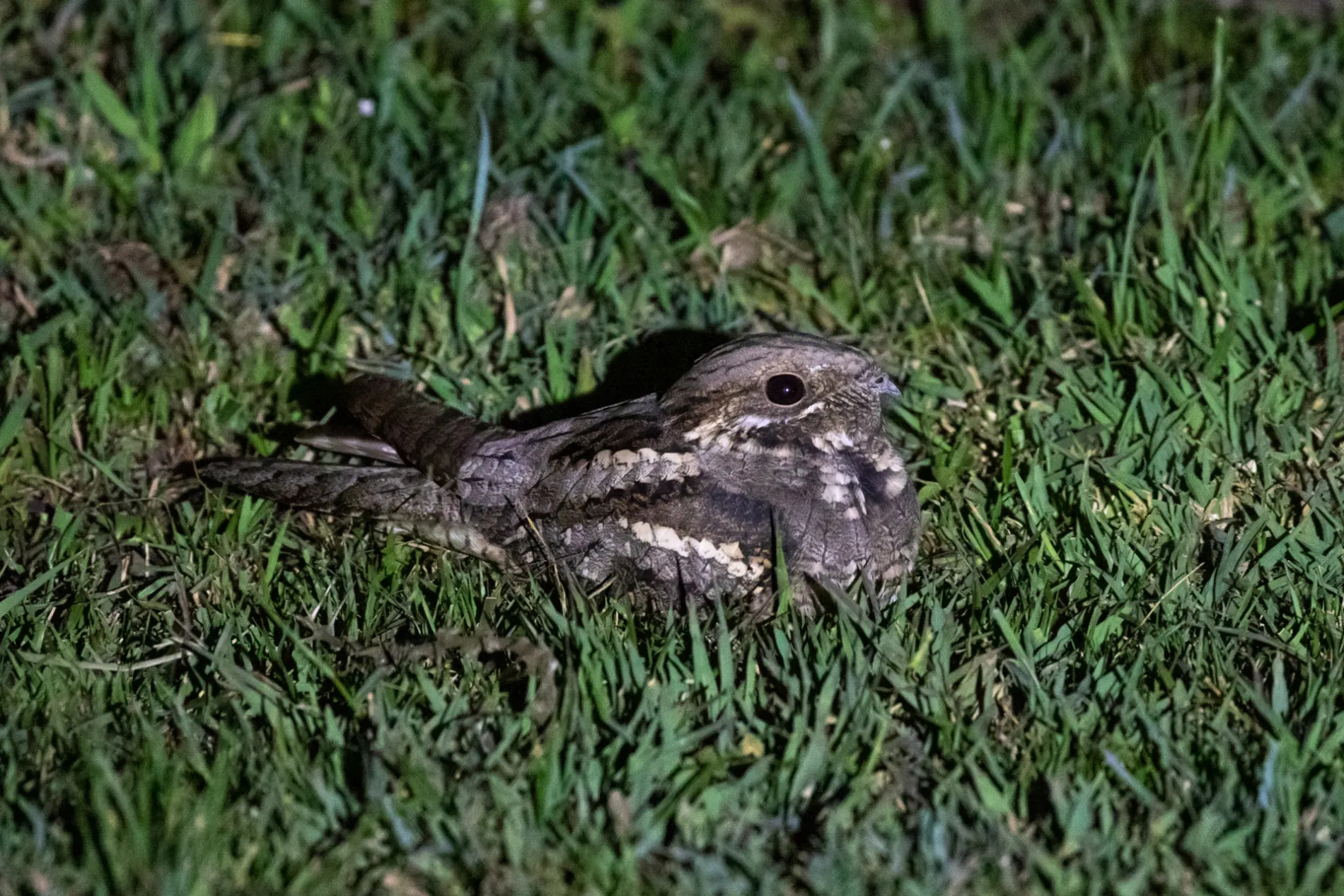 Eurasian Nightjar
