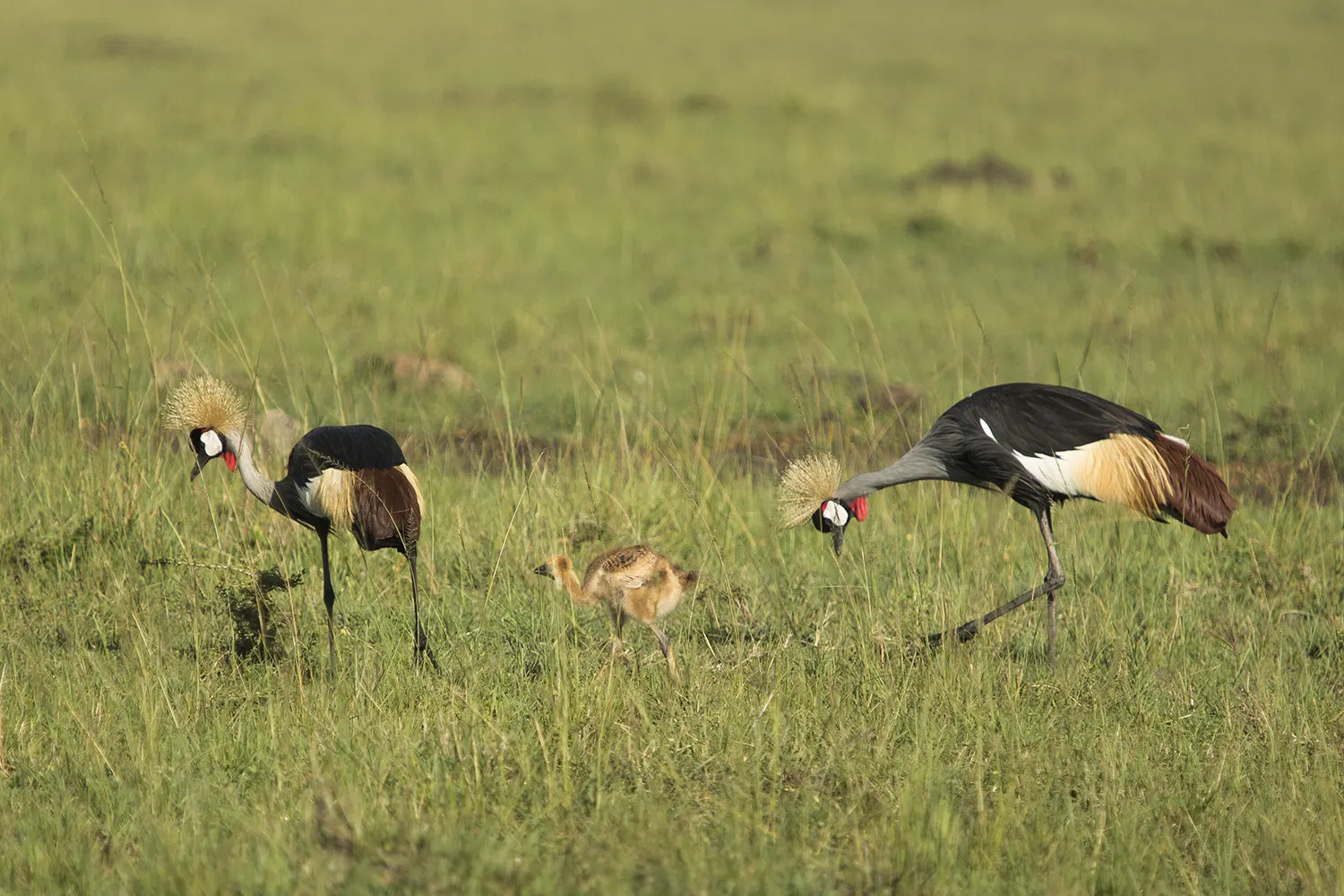 Crane chicks