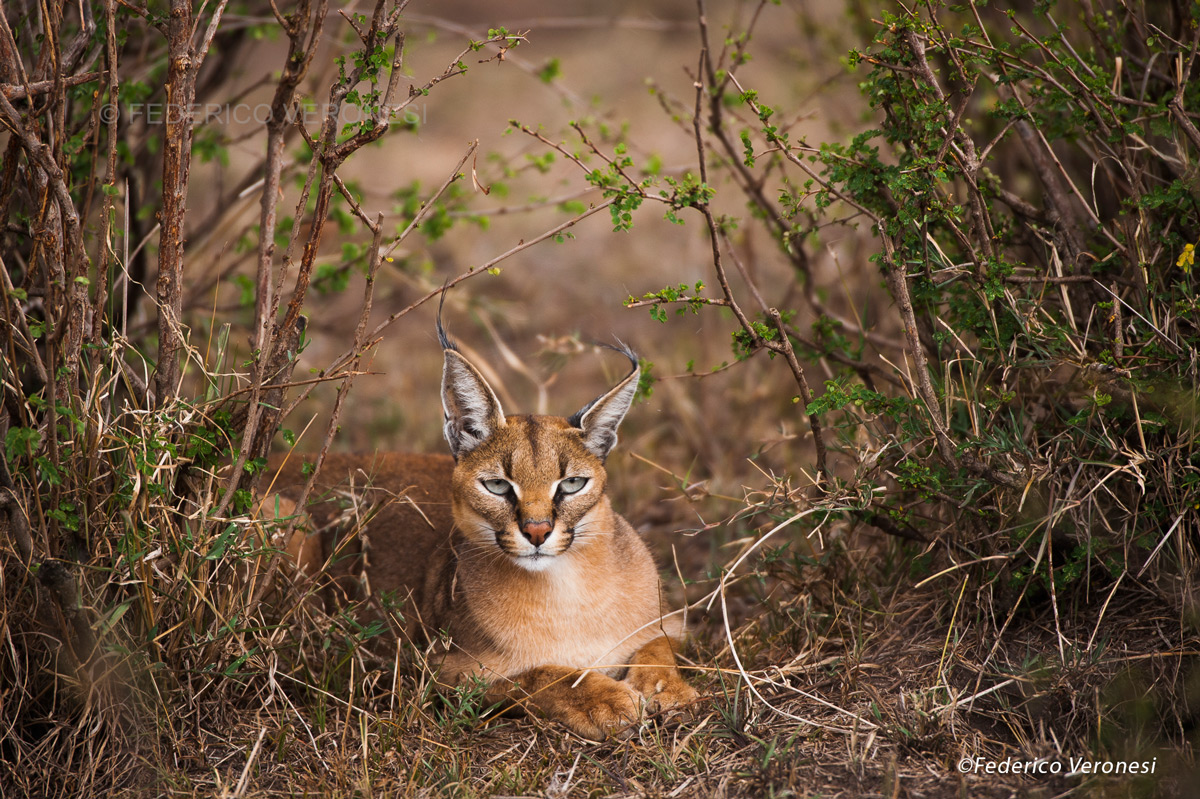 Federico-Veronesi---Caracal