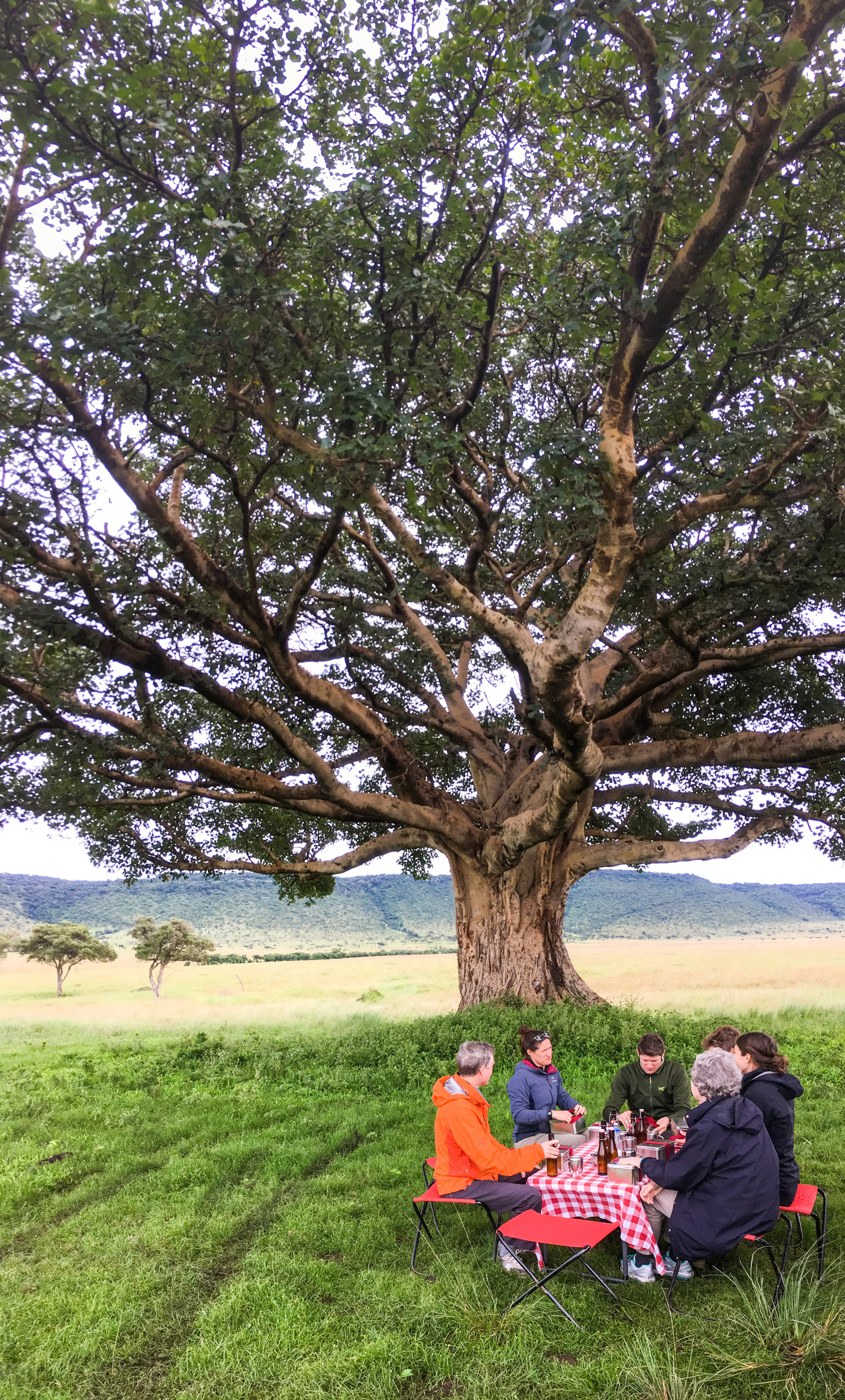 Fig-Tree-Lunch