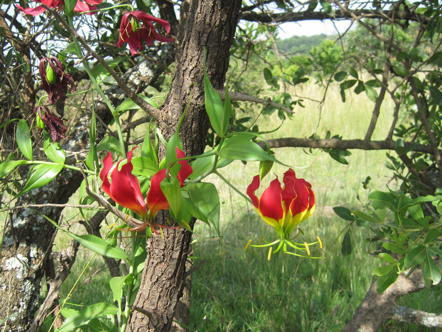 Flame-Lily