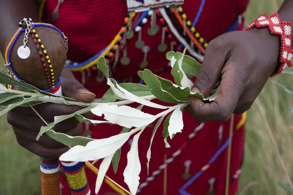 Fred teaching about Maasai medicinal plants