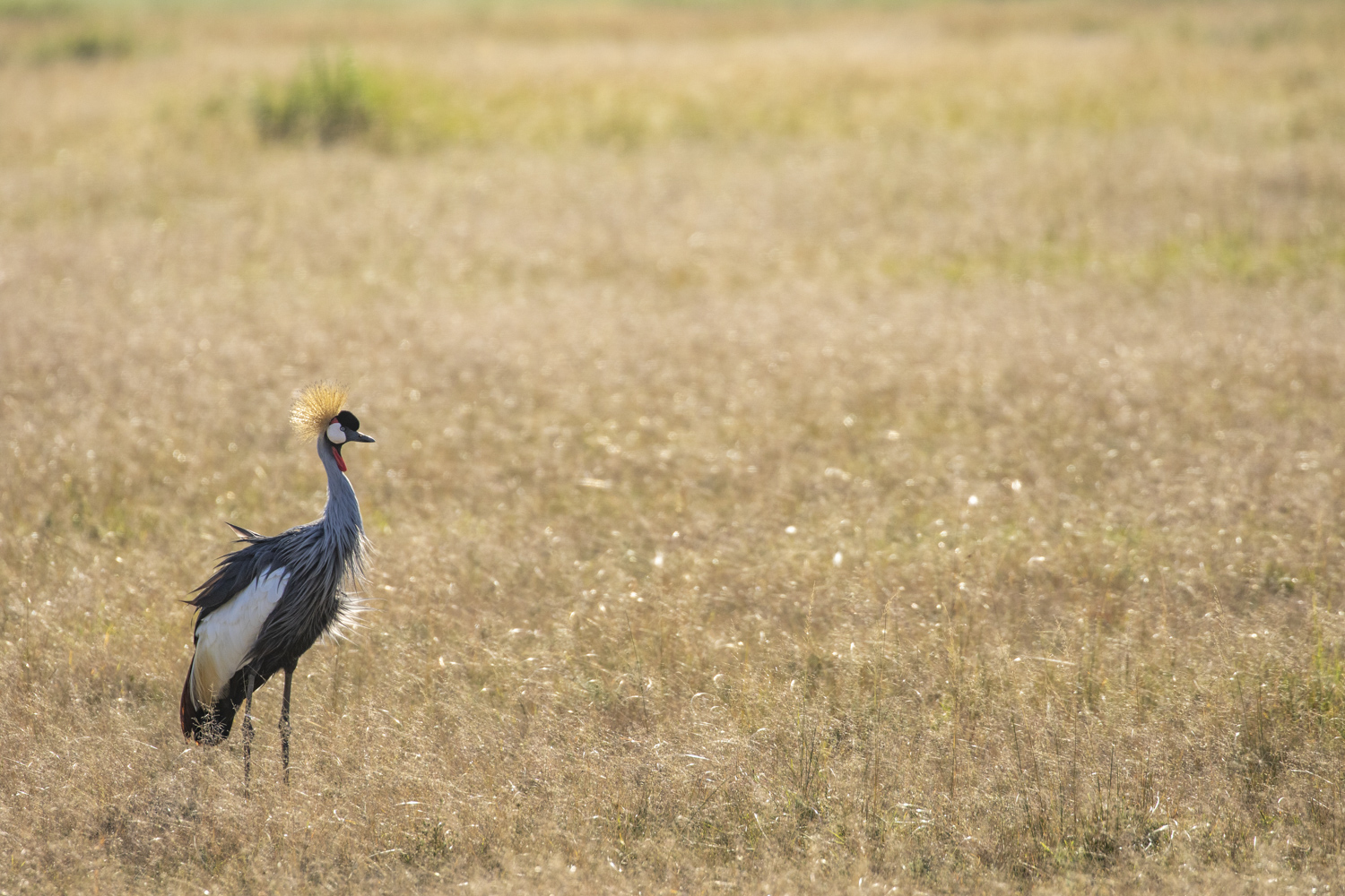 GREY CROWNED-CRANE