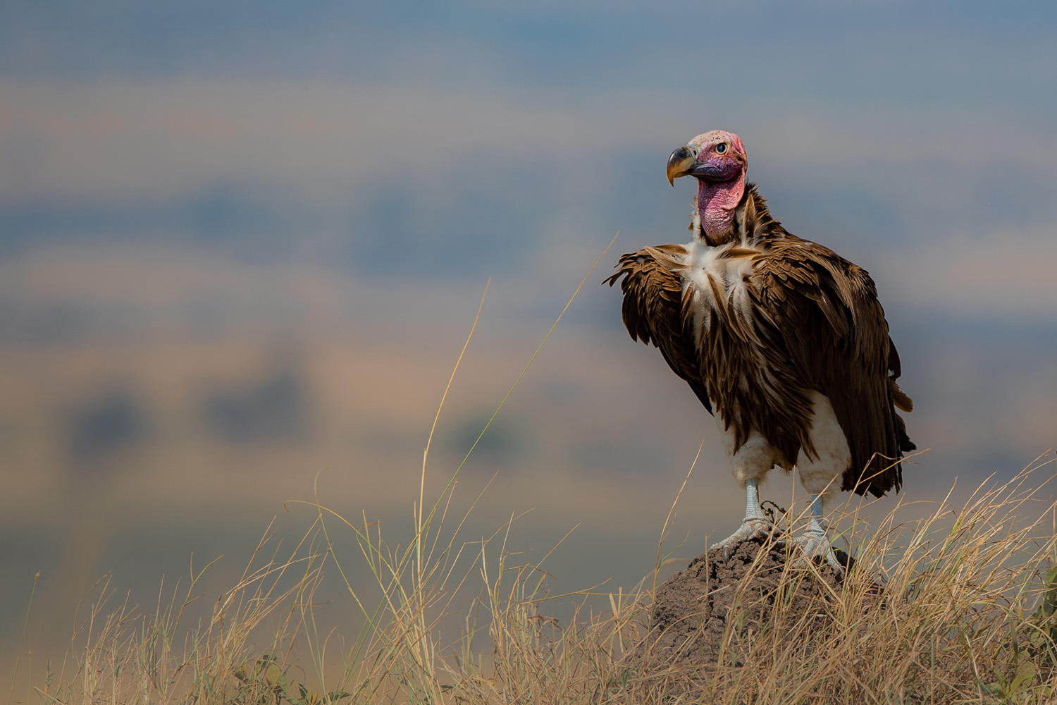 Vulture on the lookout in the mara plains