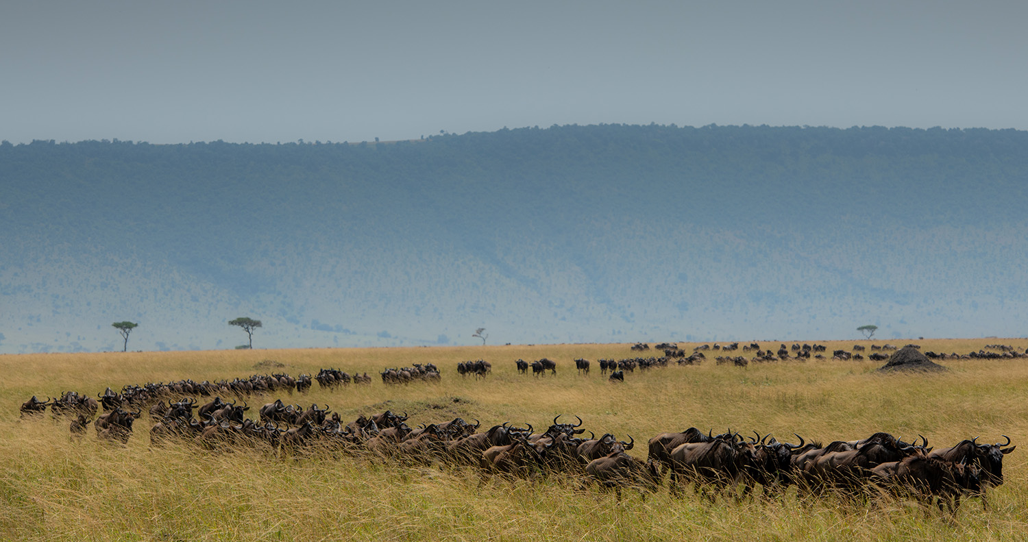 wildebeest migration marching in line