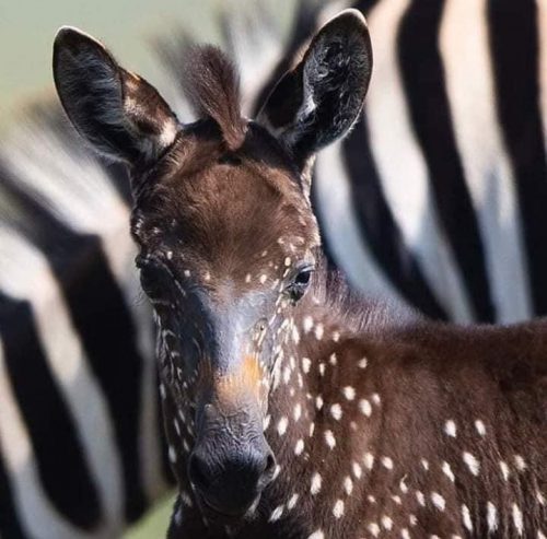 A very rare, spotted zebra foal