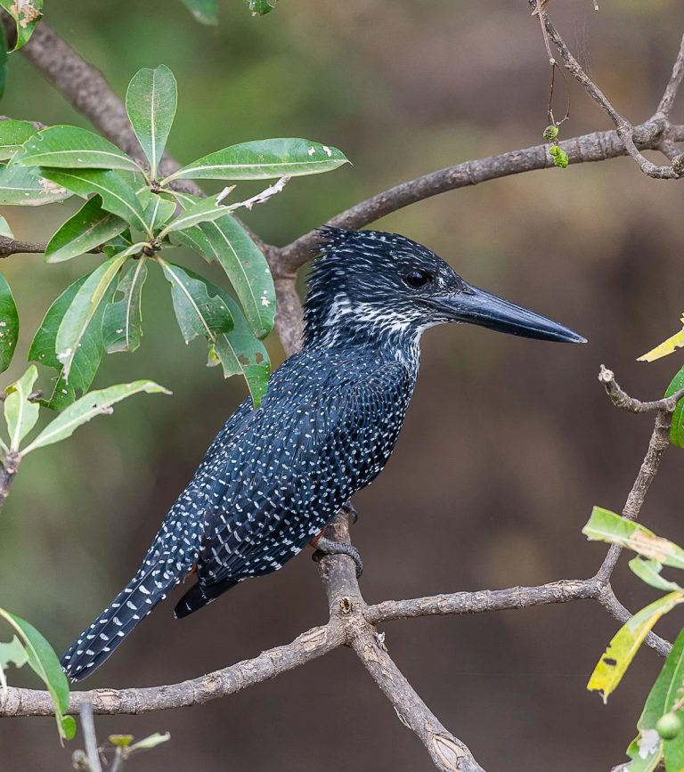 Giant Kingfisher