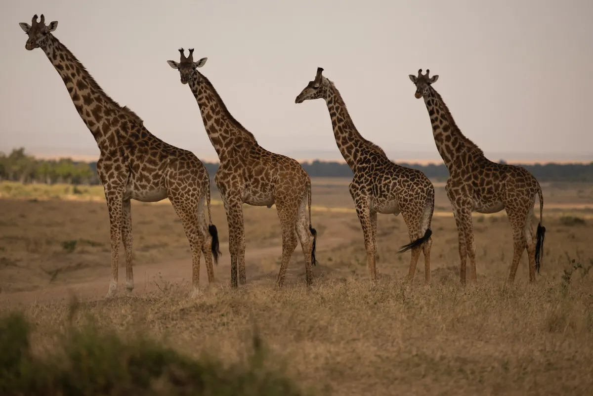 An orderly journey of Giraffe