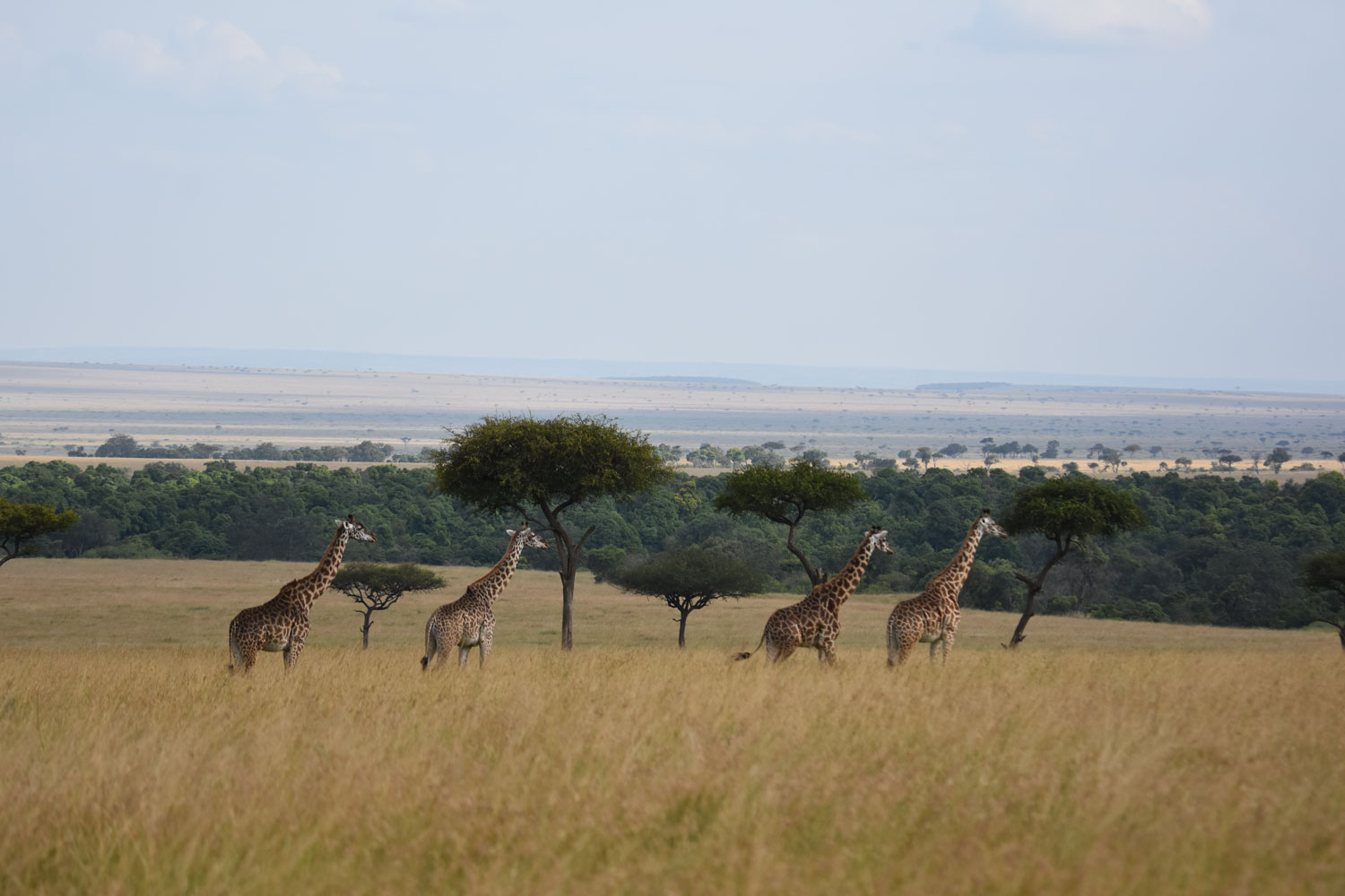 Giraffes from afar