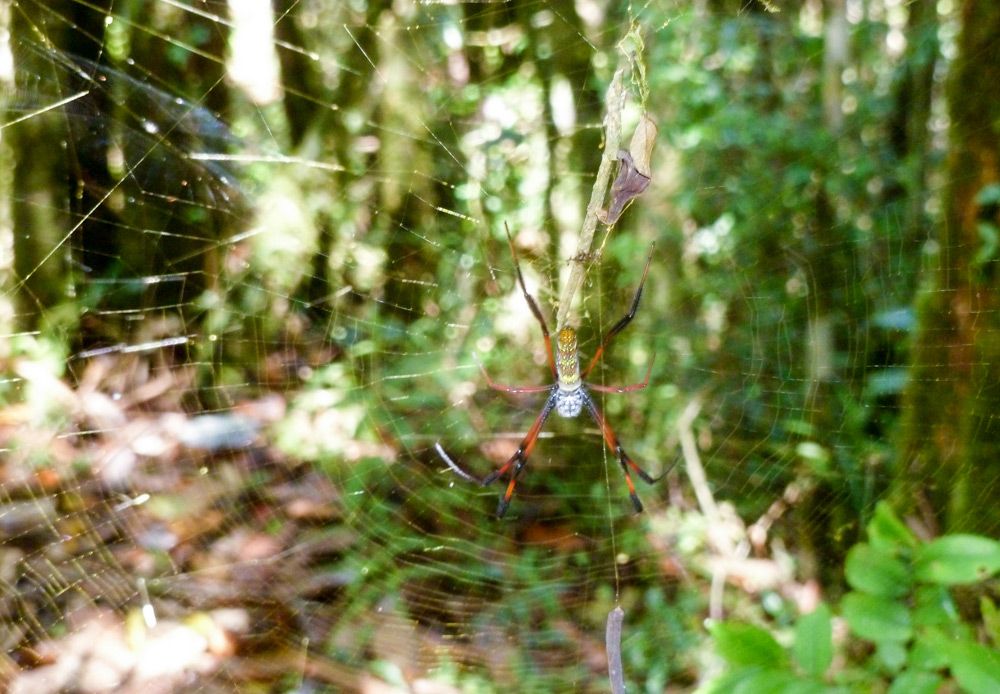 Golden-Orb-weaver-spider