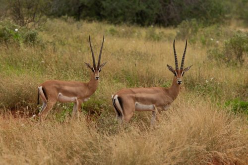 Grant's Gazelle named after Augustus Grant