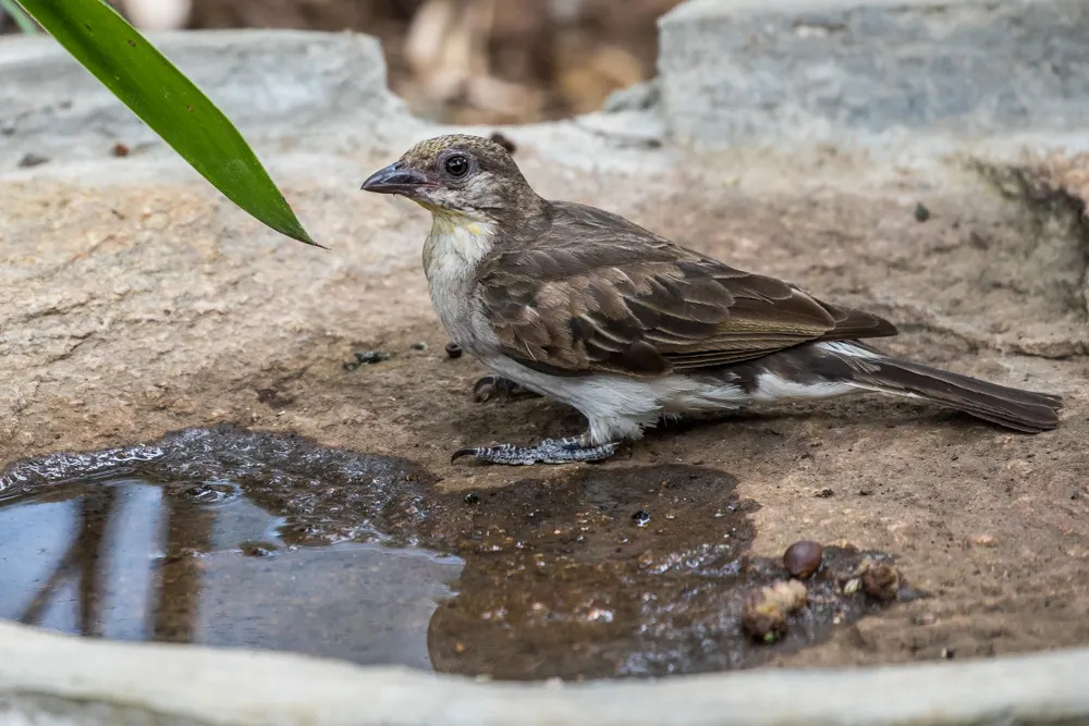 Greater Honeyguide (1)