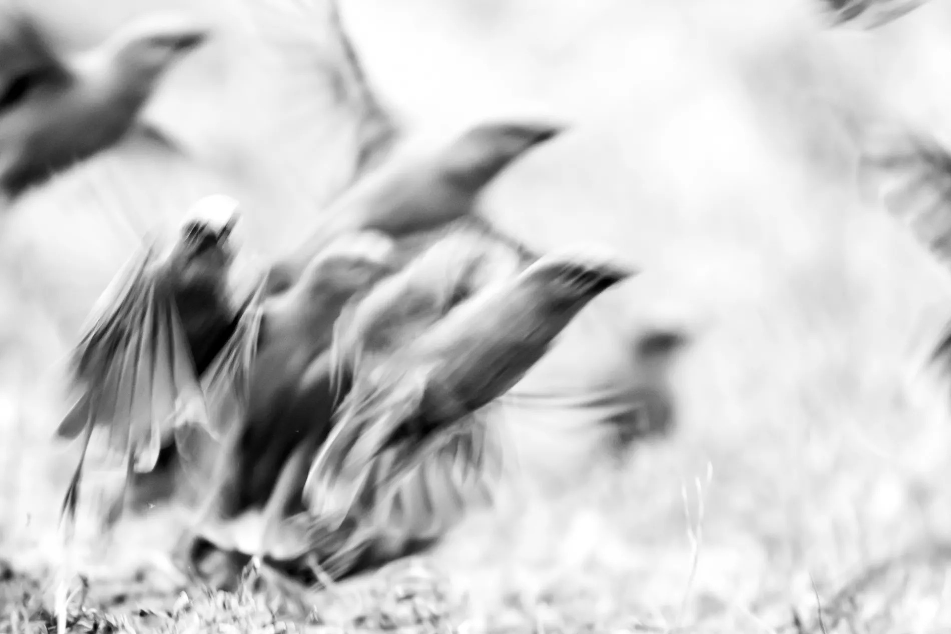 Grey-capped Social Weaver B&W