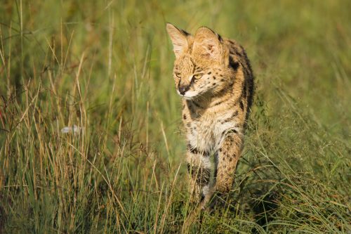 Patience is rewarded with a wonderful siting of a serval