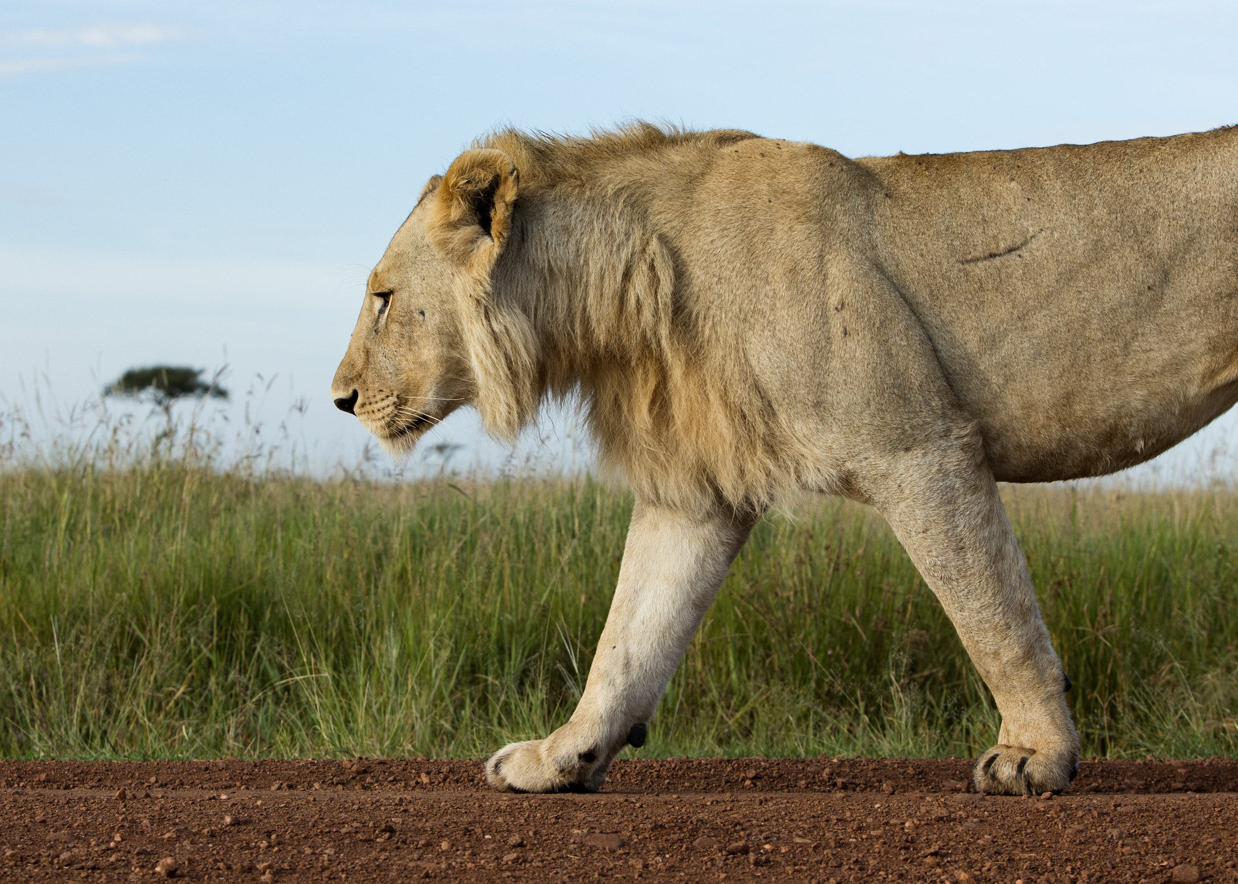 male lion from low walking