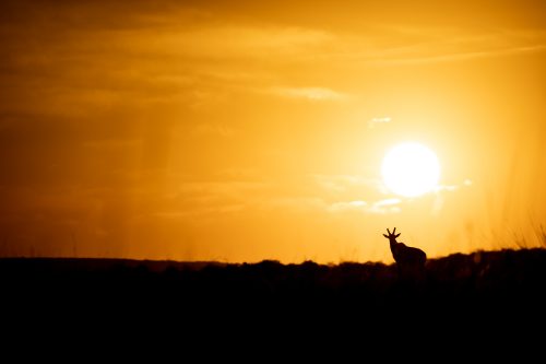 A topi is silhouetted against a magnificent Mara sunrise